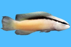 Blackstripe 3 inches