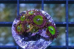 Zoa, Green Goblin 0.75 inches