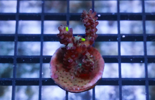 Acropora Ultra 1.25 inches